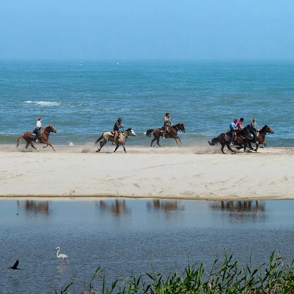 Beach Horseback Experiences