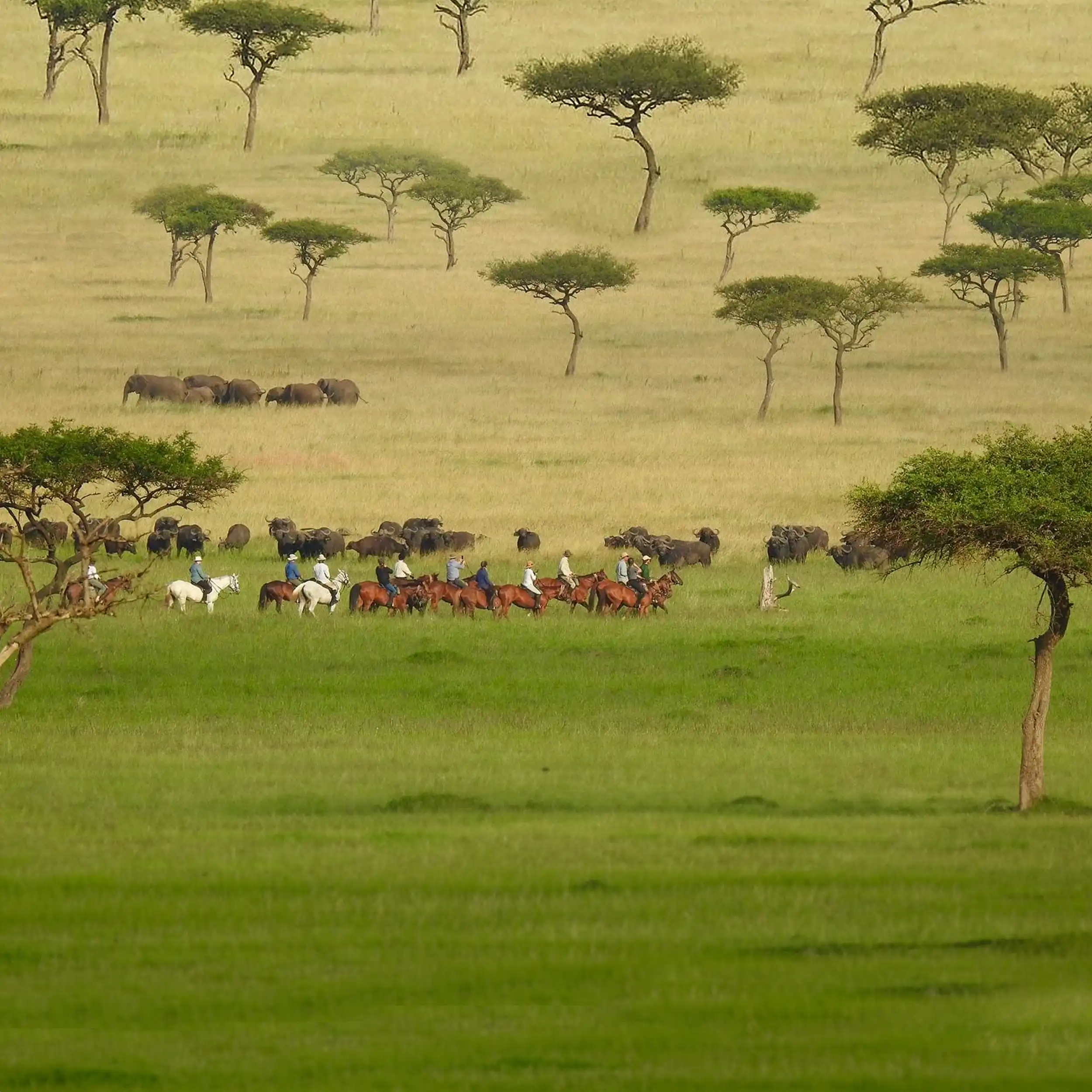 Savannah Horseback Safaris