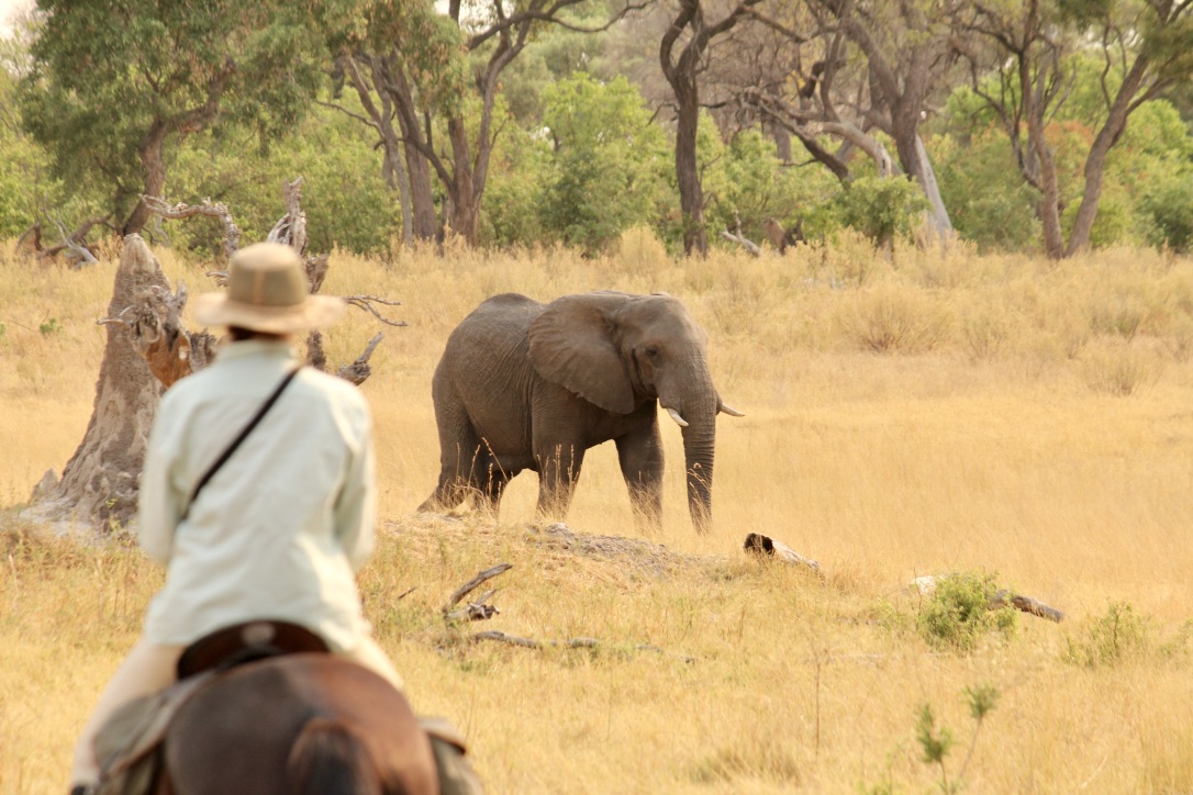 Okavango and Kalahari