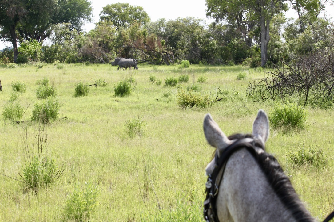 Okavango and Kalahari