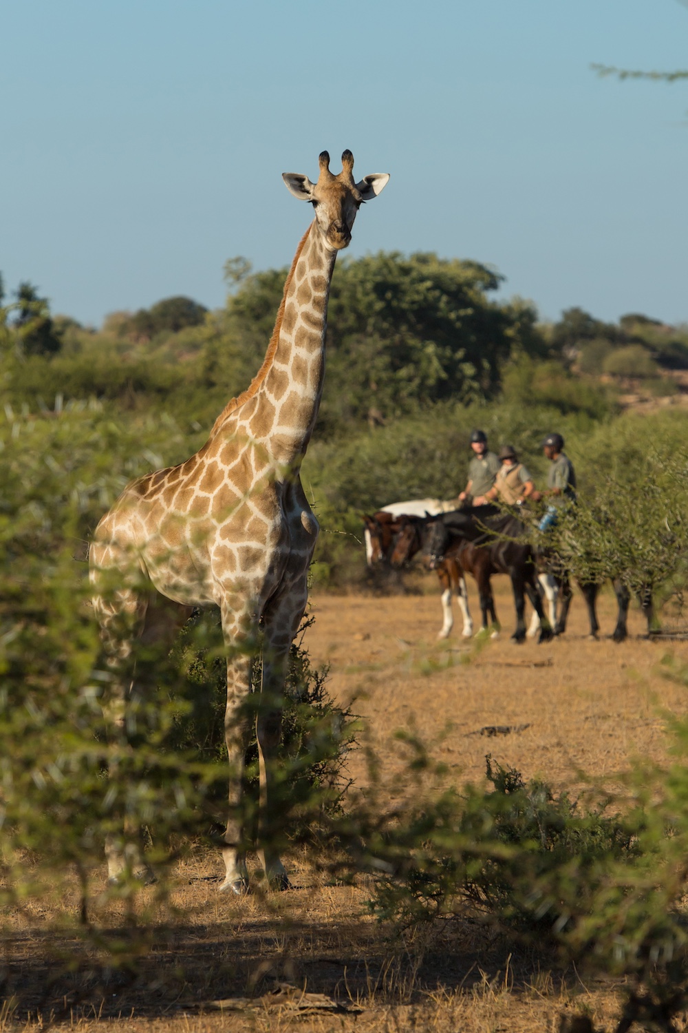 The Ancient Botswana