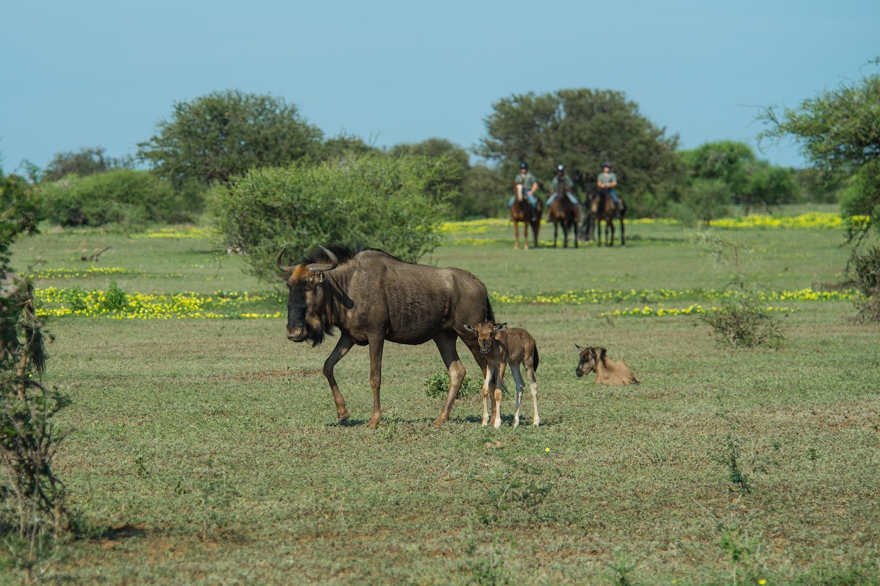 The Ancient Botswana