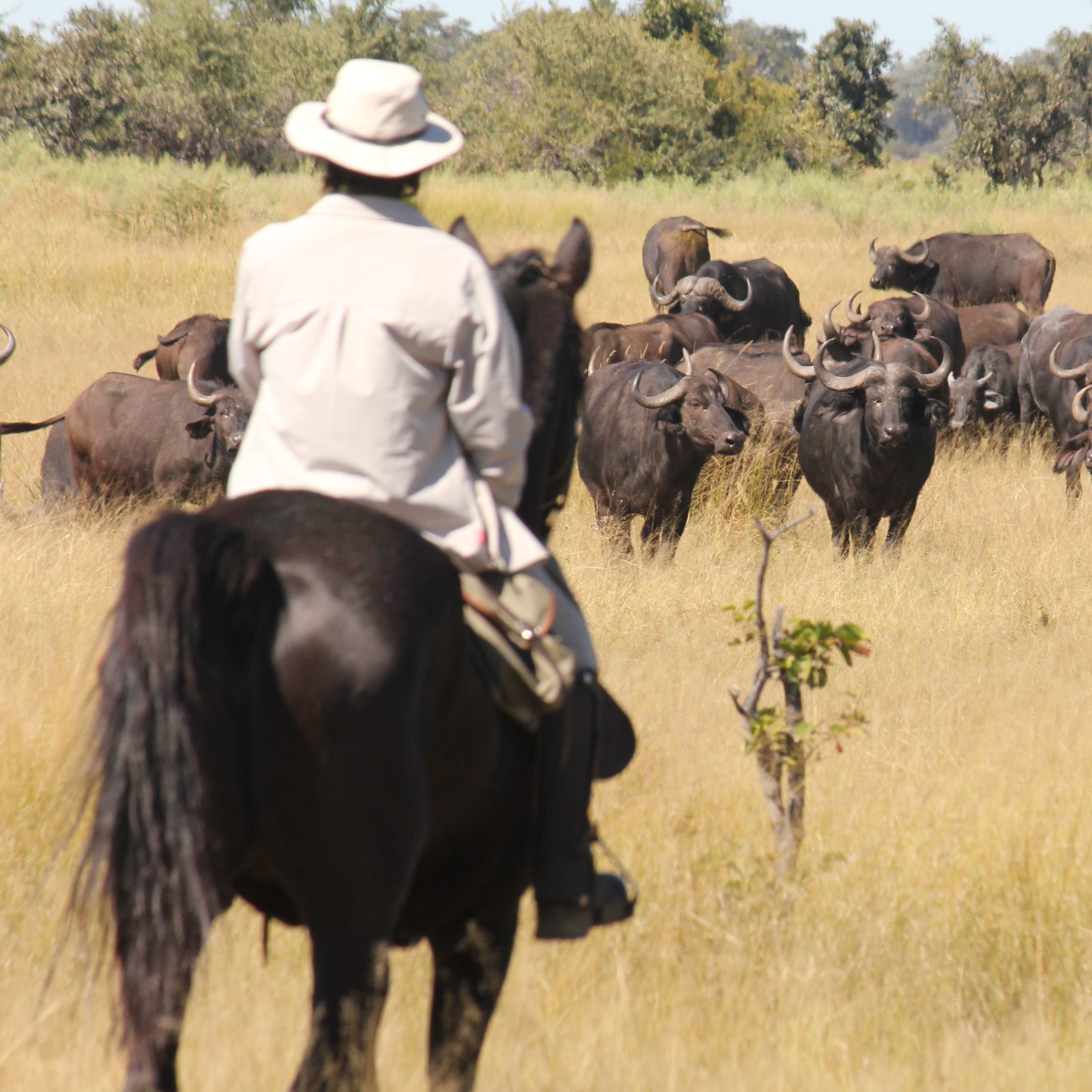 Full Experience Okavango & Kalahari