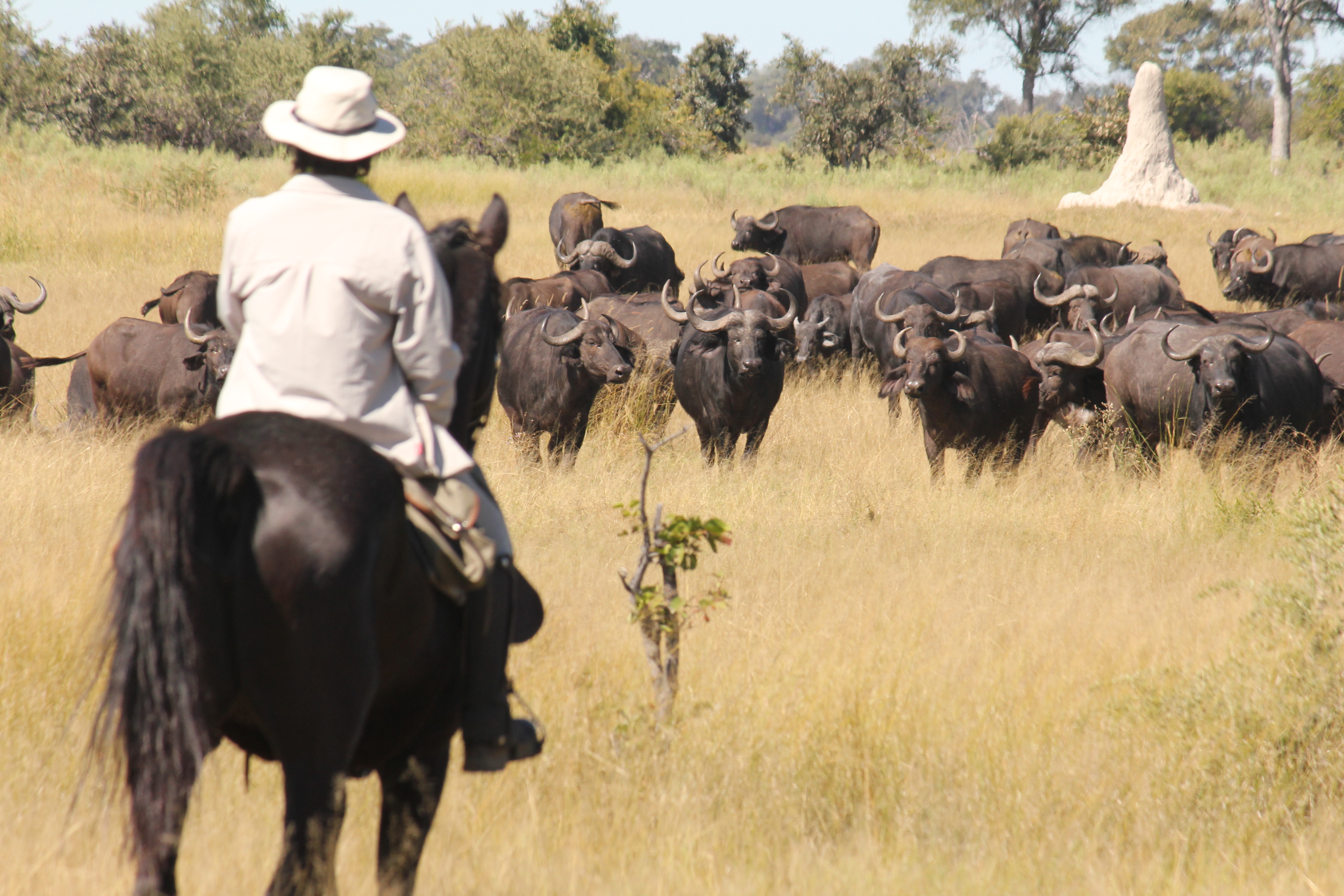 Full Experience Okavango & Kalahari