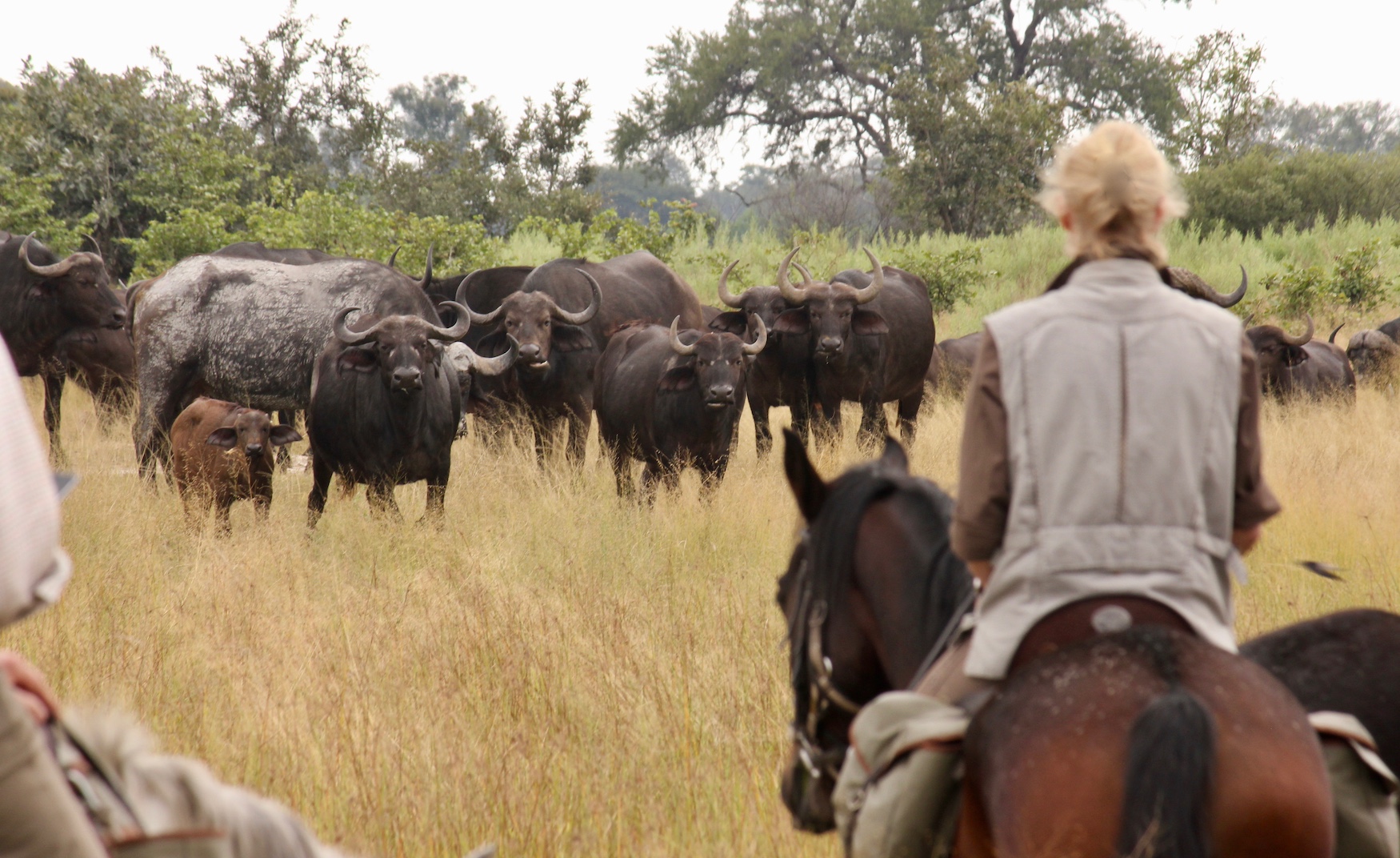 Kalahari and Okavango