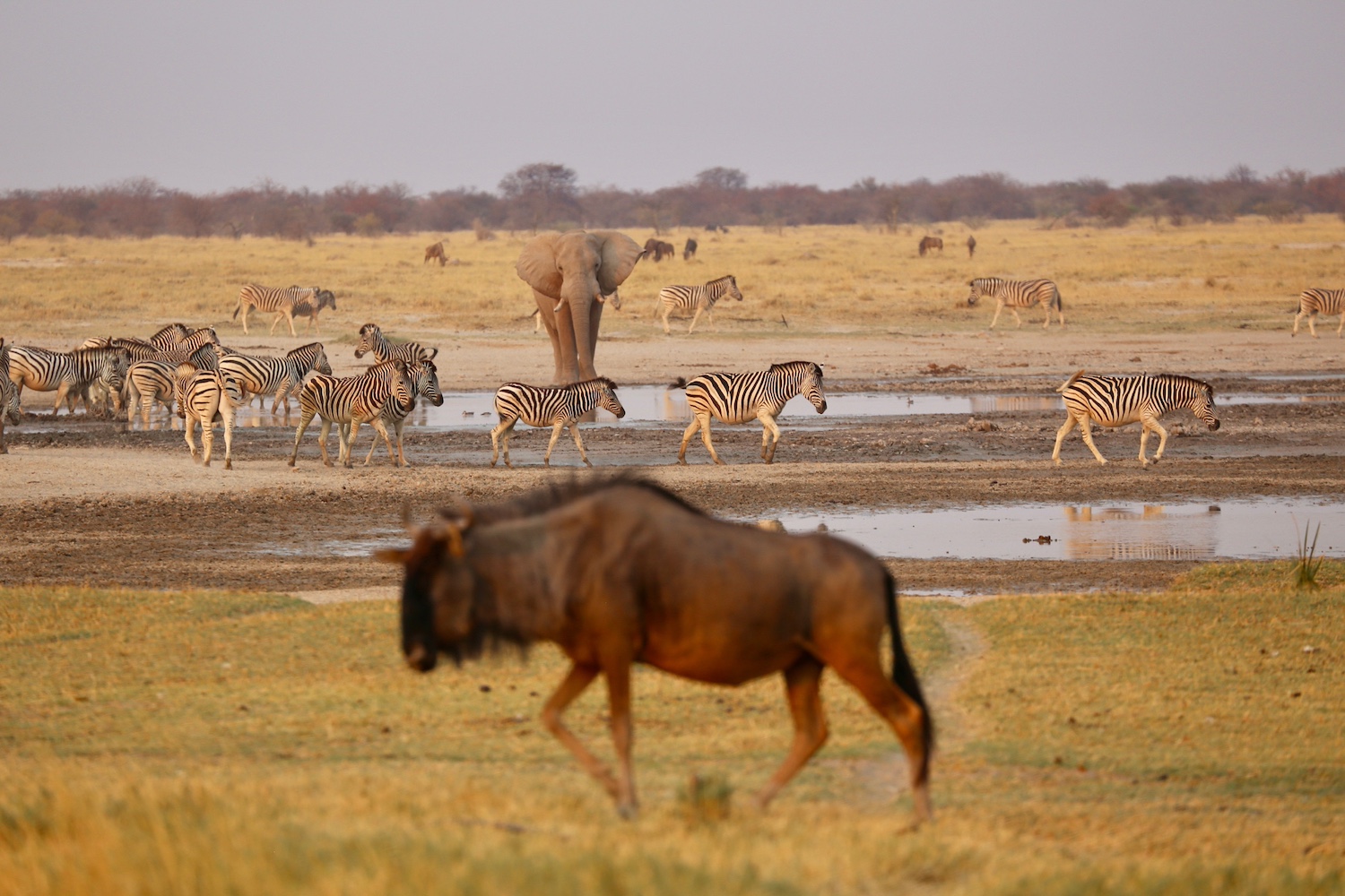 Kalahari