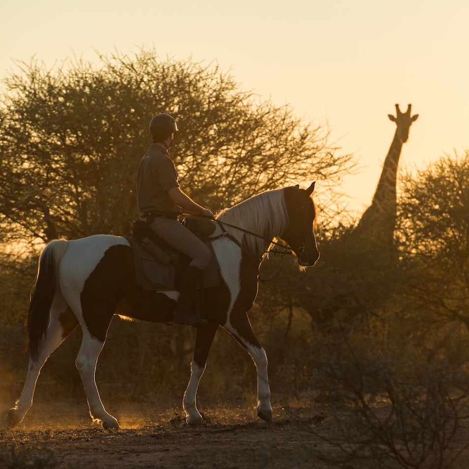 African Explorer