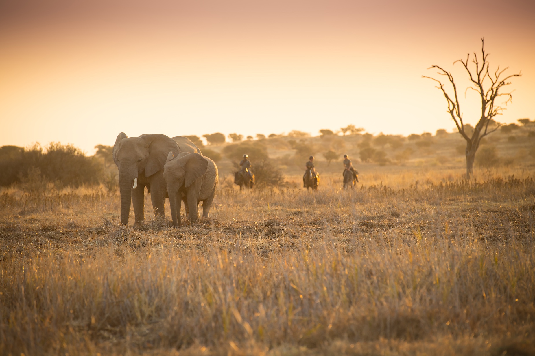 African Explorer