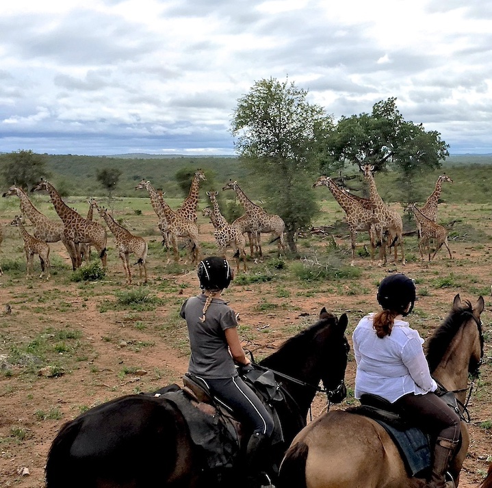 Ultimate Riding Safari