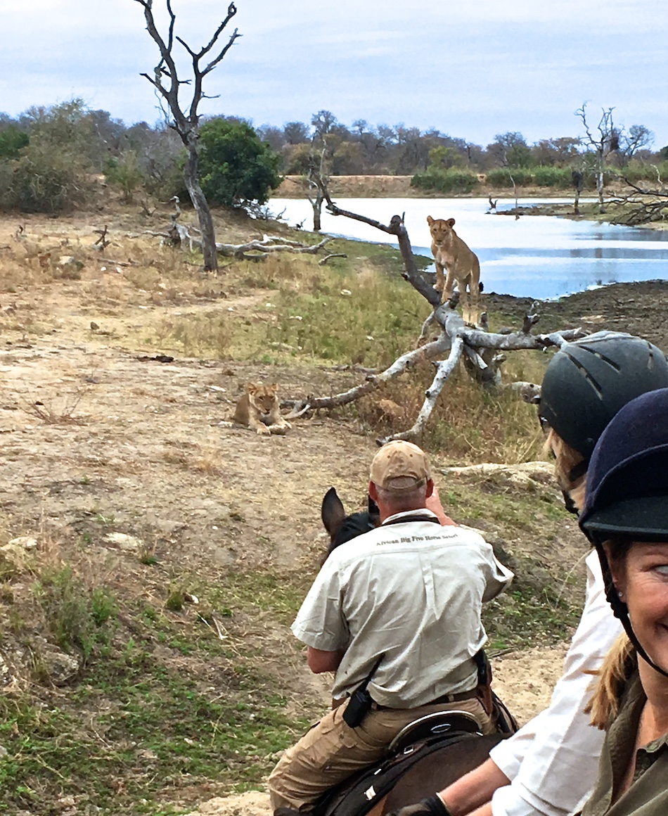 Ultimate Riding Safari