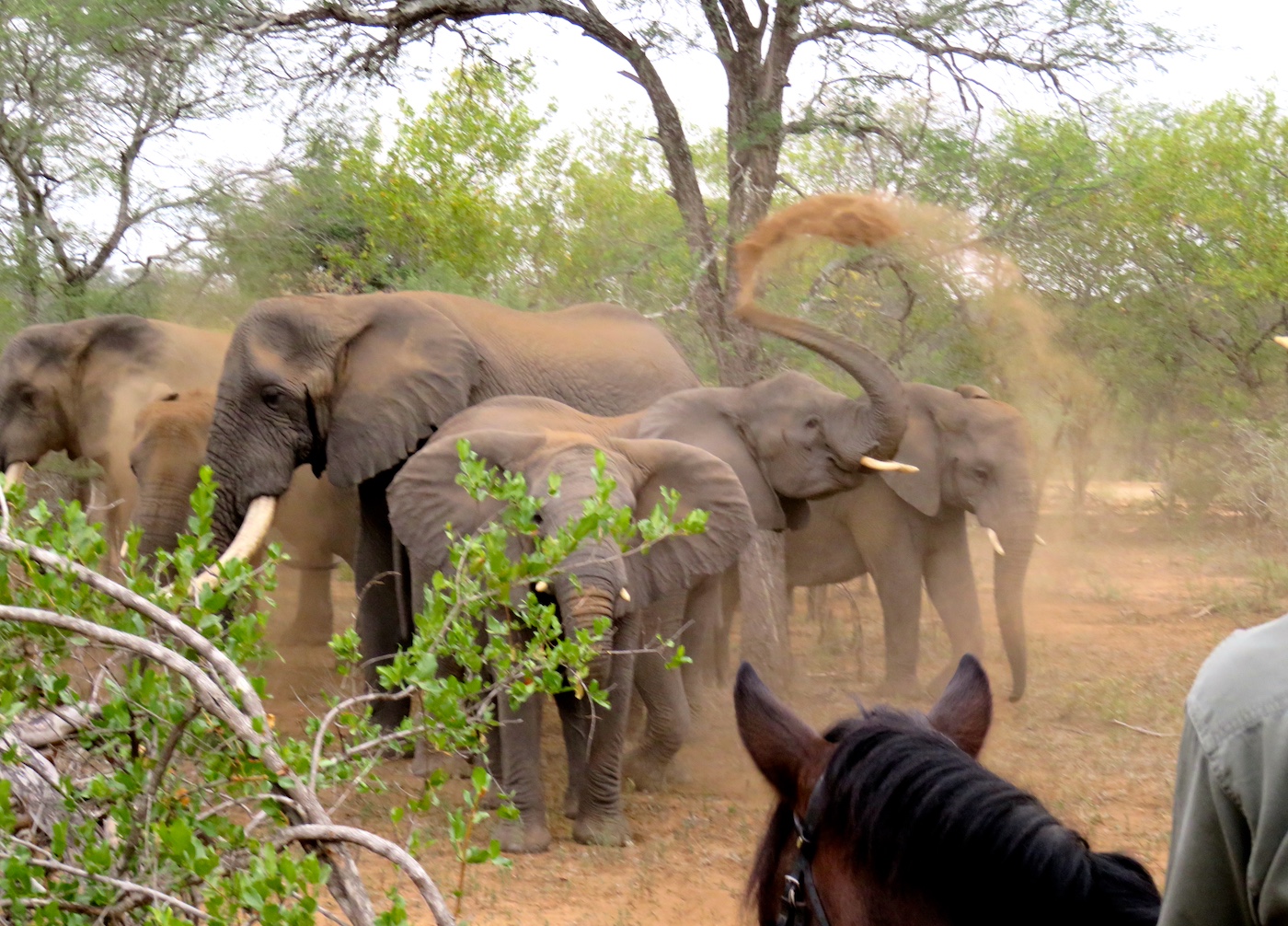 Ultimate Riding Safari