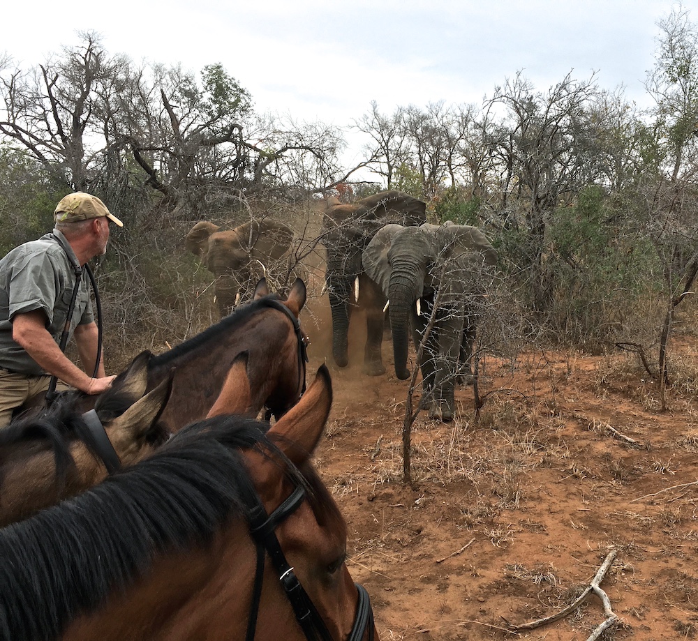 Ultimate Riding Safari