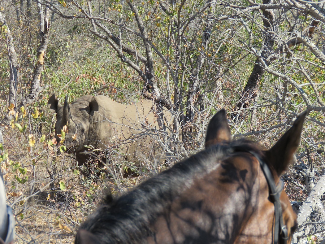 Ultimate Riding Safari