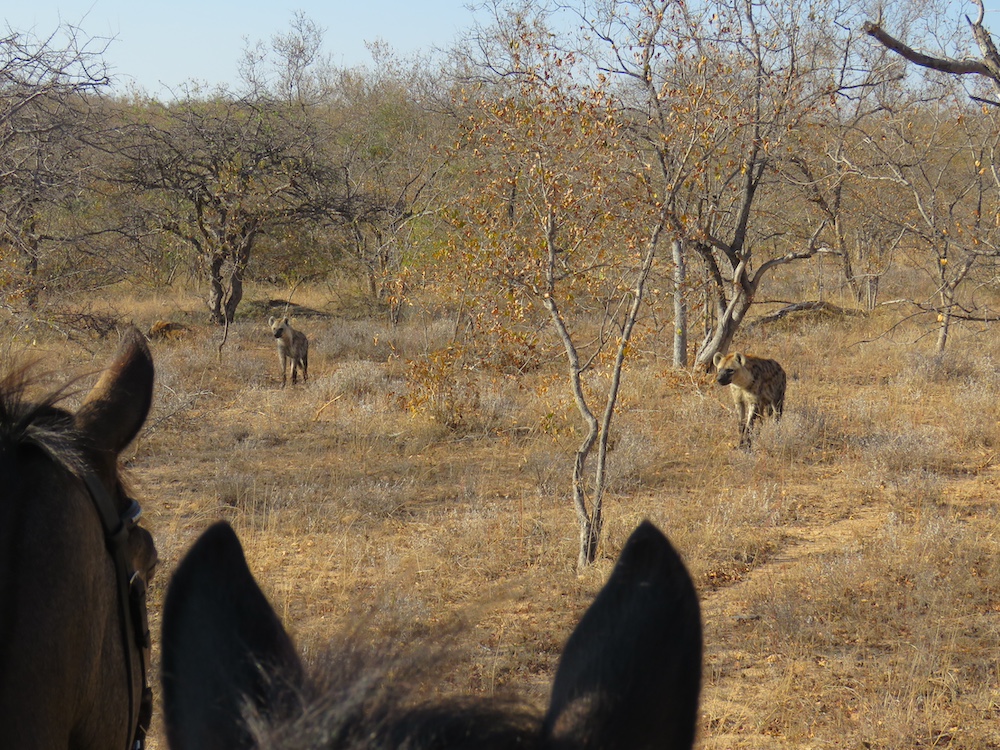 Ultimate Riding Safari