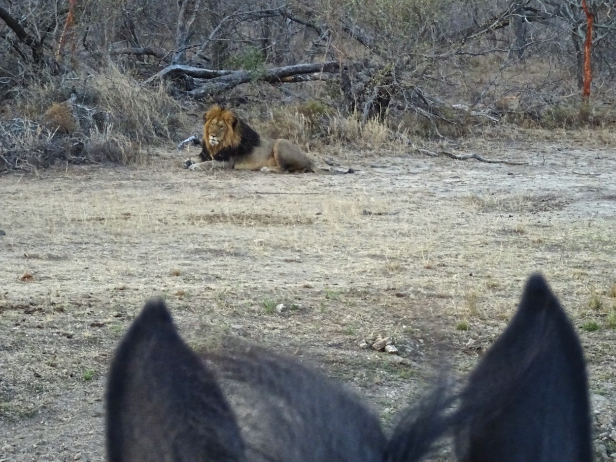 Ultimate Riding Safari