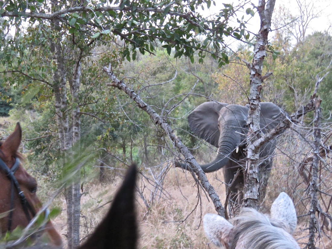 Ultimate Riding Safari