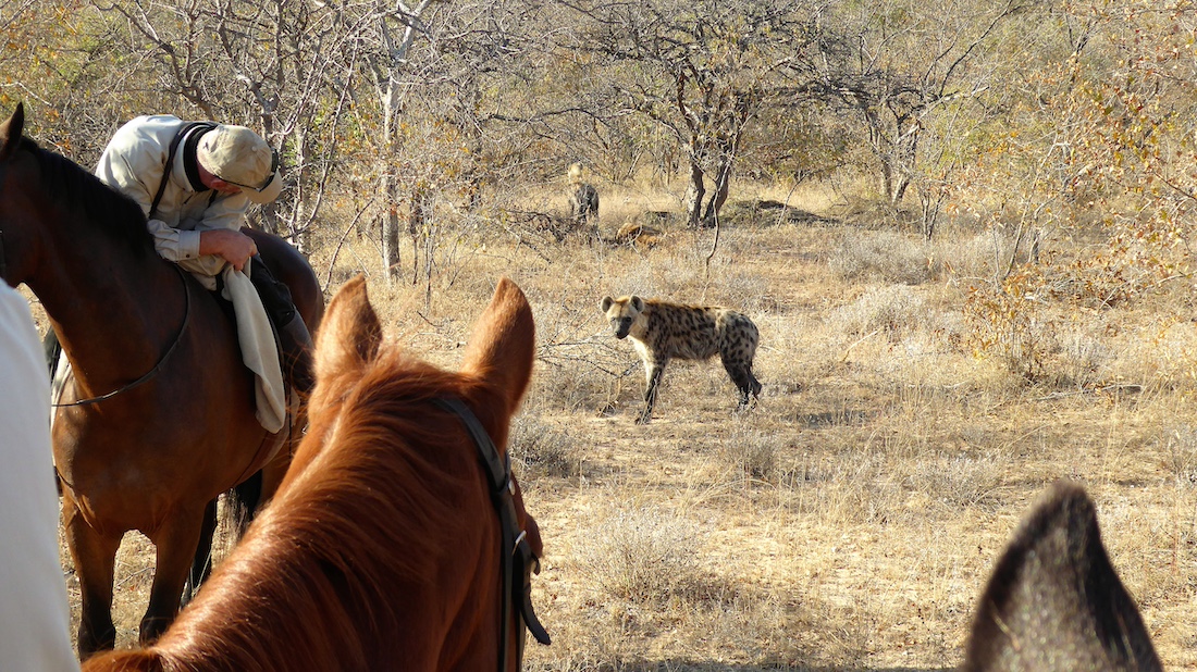 Ultimate Riding Safari