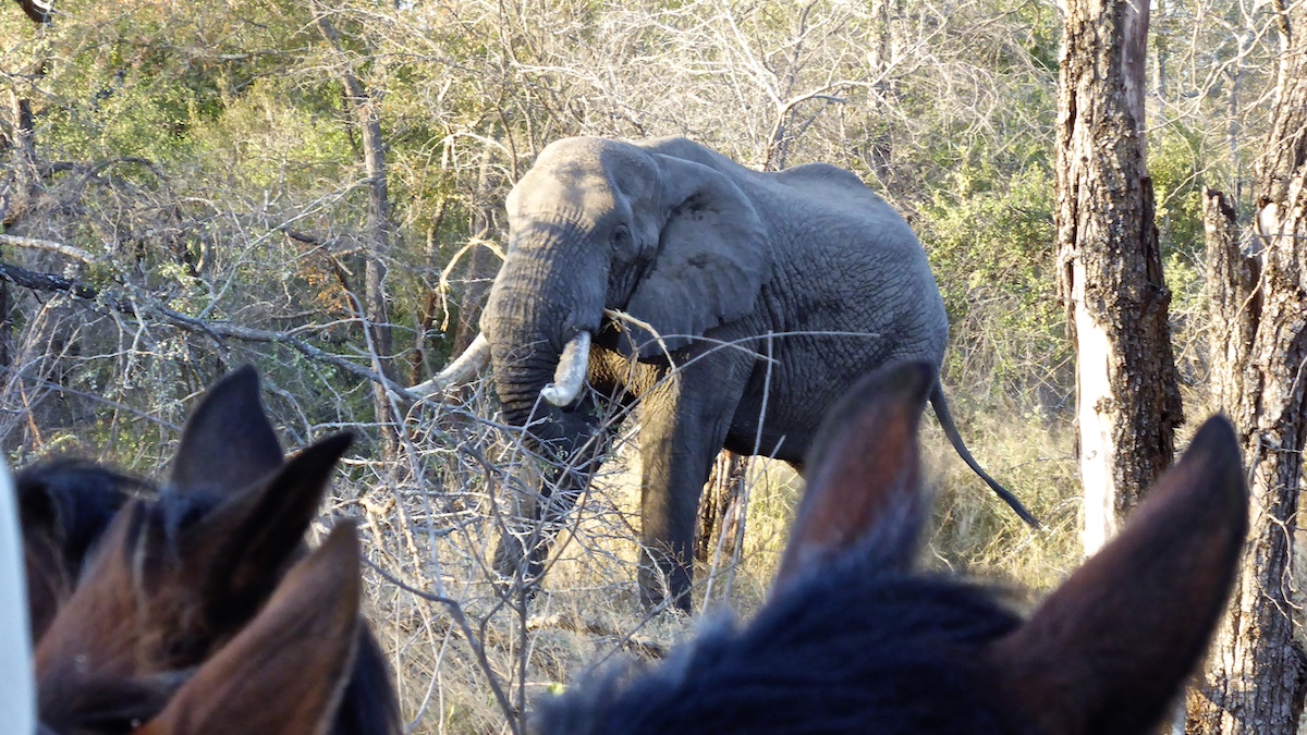 Ultimate Riding Safari