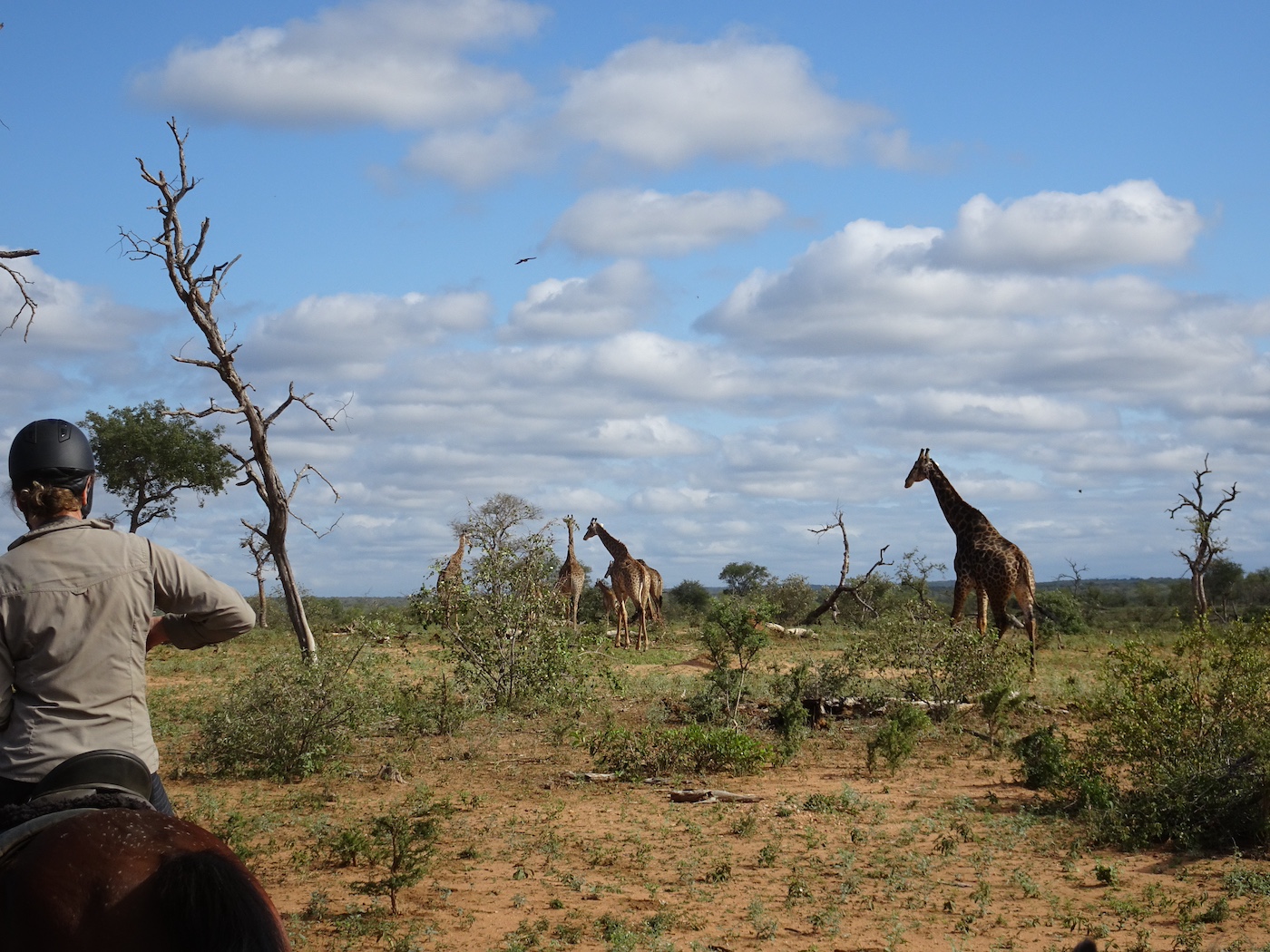 Ultimate Riding Safari