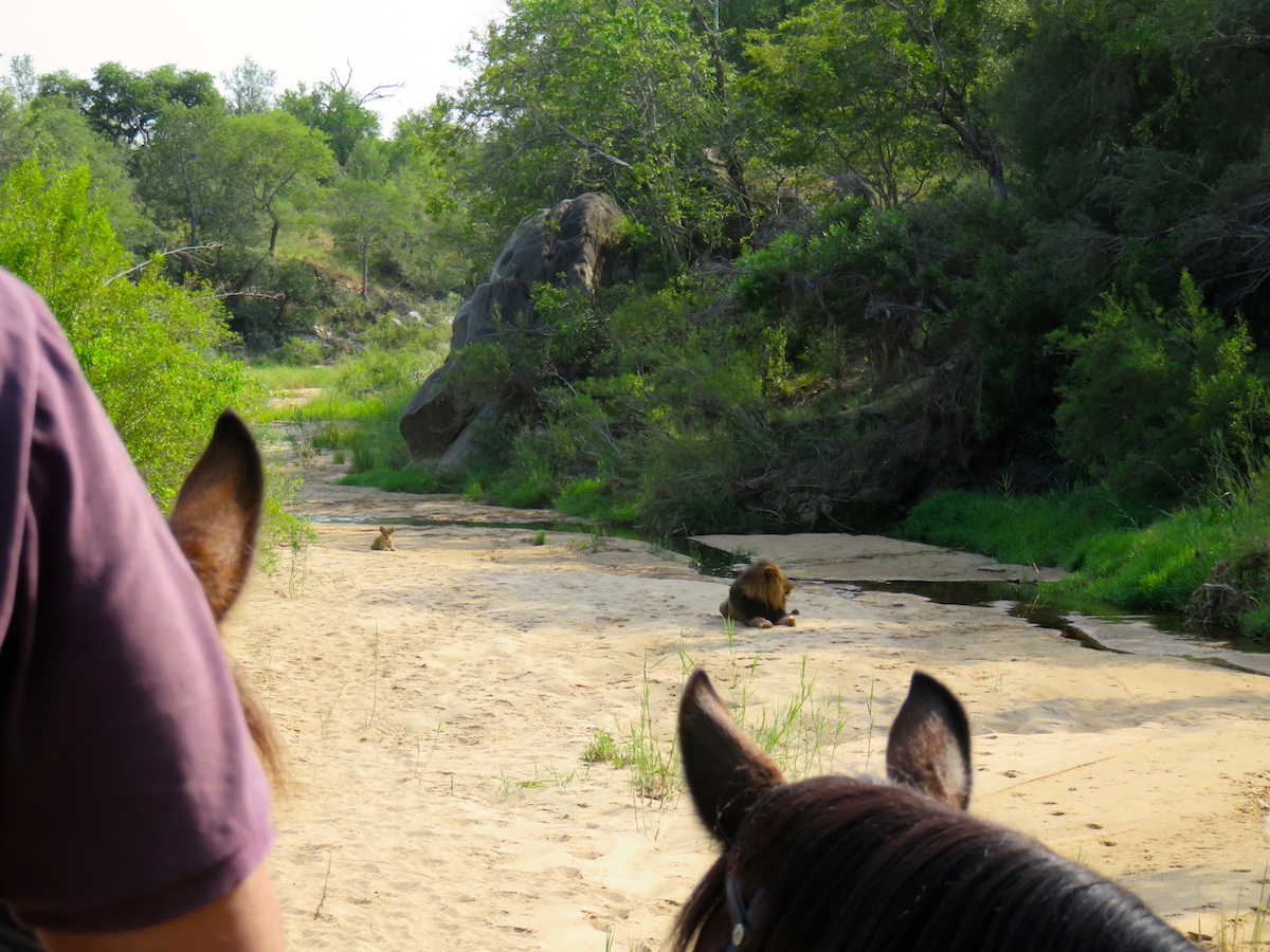 Ultimate Riding Safari