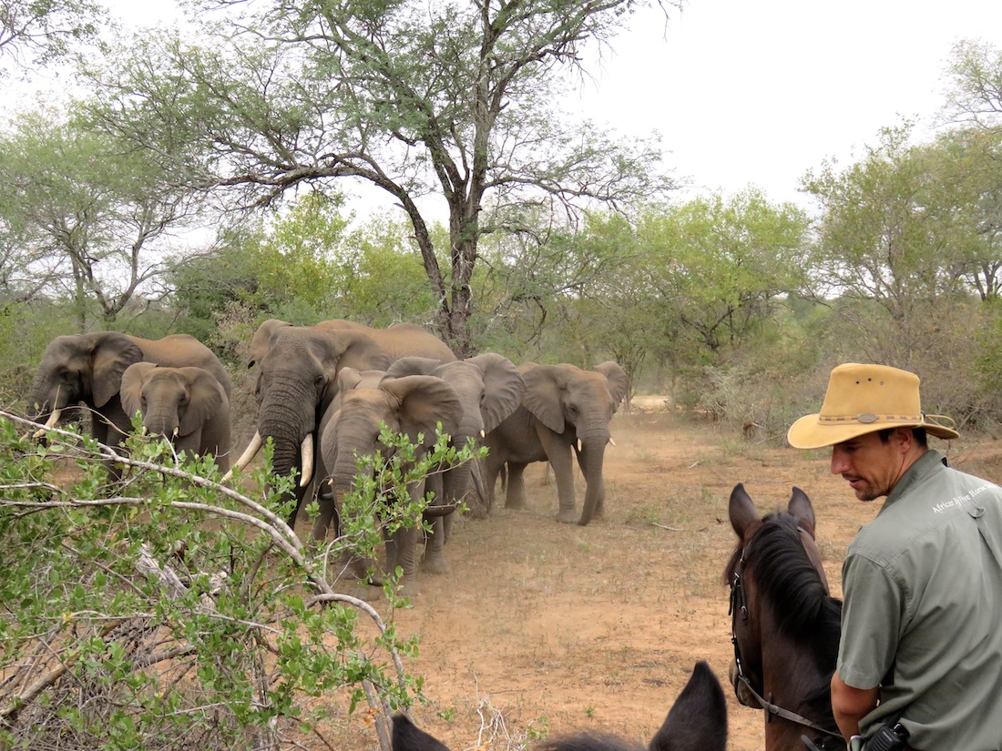 Ultimate Riding Safari